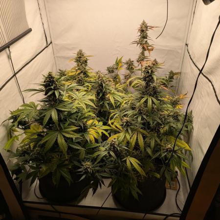 Fast Buds - AK Auto &  Sour Diesel Auto