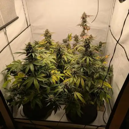 Fast Buds - AK Auto &  Sour Diesel Auto