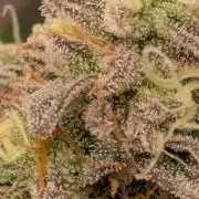Ayahuasca purple xThe Churchx Sticky"D"