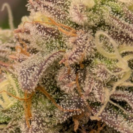 Ayahuasca purple xThe Churchx Sticky"D"