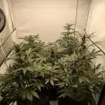 Fast Buds - AK Auto &  Sour Diesel Auto
