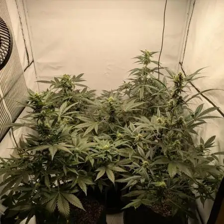 Fast Buds - AK Auto &  Sour Diesel Auto