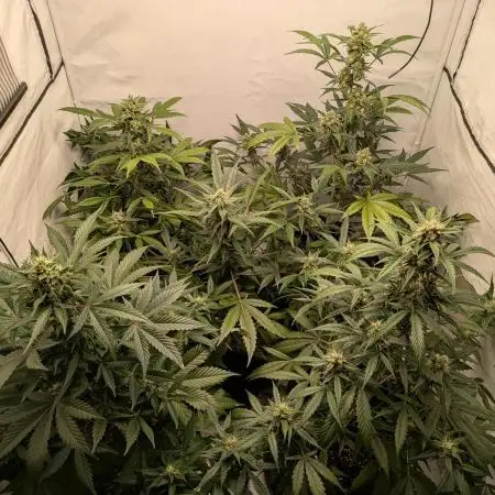 Fast Buds - AK Auto &  Sour Diesel Auto