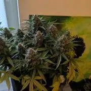 Fast Buds Auto