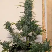 Fast Buds - AK Auto &  Sour Diesel Auto