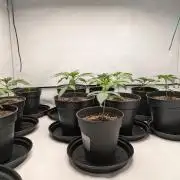 Ayahuasca purple xThe Churchx Sticky"D"