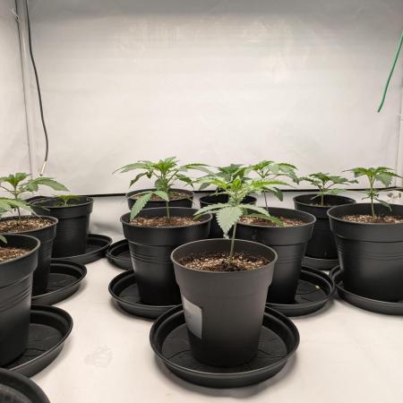 Ayahuasca purple xThe Churchx Sticky"D"