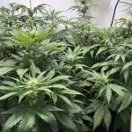 Mephisto and Dutch Passion