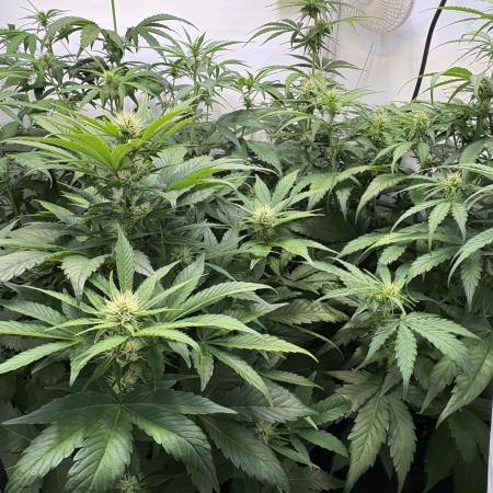 Mephisto and Dutch Passion