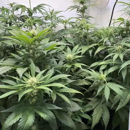 Mephisto and Dutch Passion