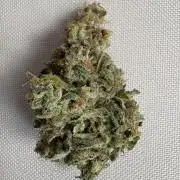 Mephisto and Dutch Passion