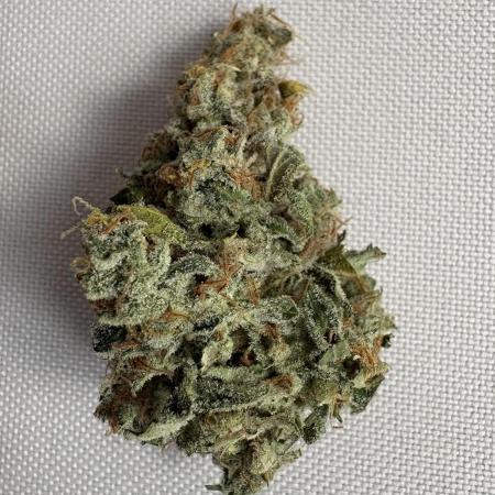 Mephisto and Dutch Passion