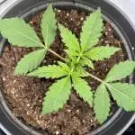 Mephisto and Dutch Passion