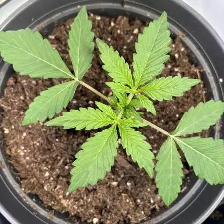 Mephisto and Dutch Passion