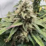 Mephisto and Dutch Passion