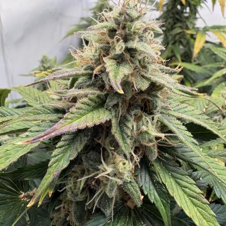 Mephisto and Dutch Passion