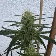 Mephisto Outdoor Sativas