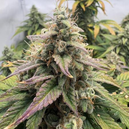 Mephisto and Dutch Passion