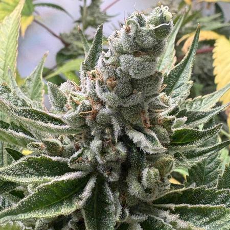 Blue Applez