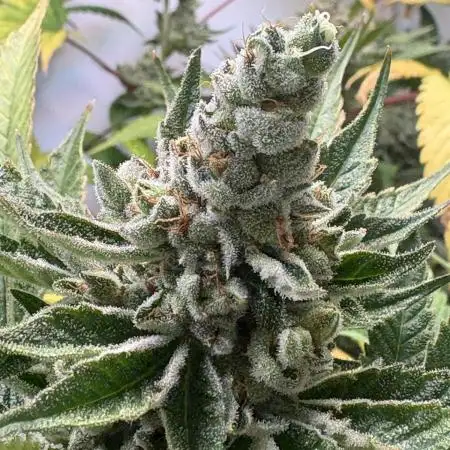 Blue Applez