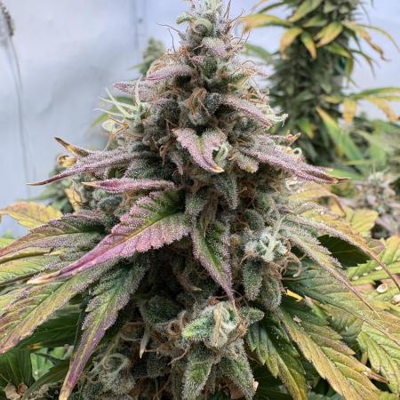 Mephisto and Dutch Passion