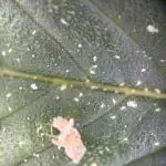 Mephisto and Dutch Passion