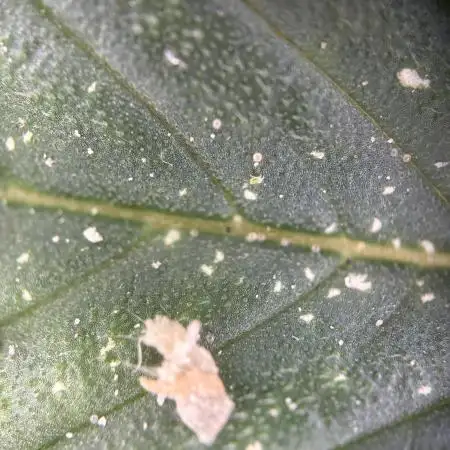 Mephisto and Dutch Passion