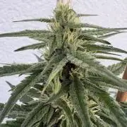 Mephisto Outdoor Sativas