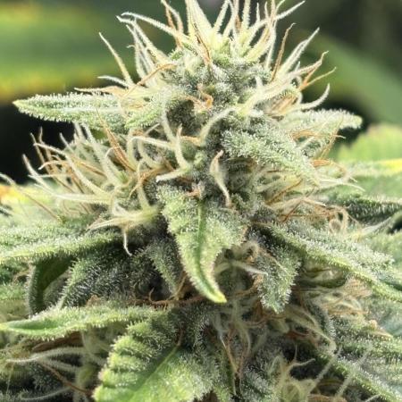 Mephisto and Dutch Passion