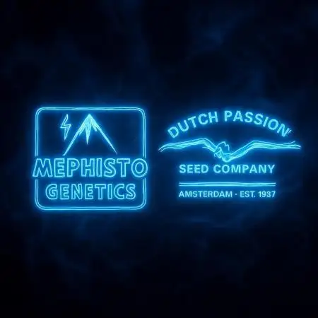 Mephisto and Dutch Passion