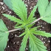 Mephisto Outdoor Sativas