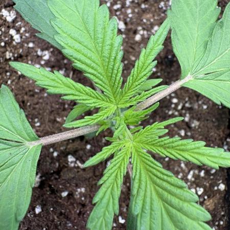 Mephisto Outdoor Sativas