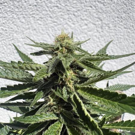 Mephisto Outdoor Sativas