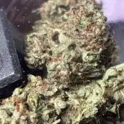 Mephisto Outdoor Sativas