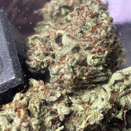 Mephisto Outdoor Sativas