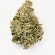 Mephisto and Dutch Passion