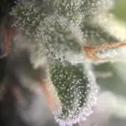 Mephisto Outdoor Sativas