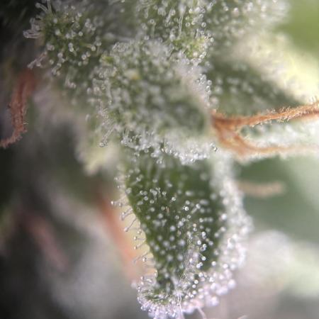 Mephisto Outdoor Sativas