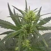 Mephisto Outdoor Sativas