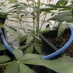 Mephisto and Dutch Passion