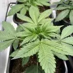Mephisto and Dutch Passion