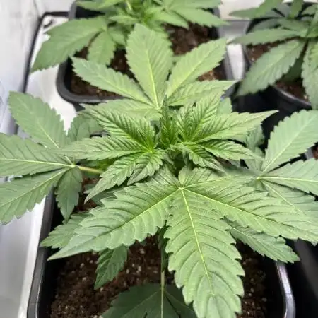 Mephisto and Dutch Passion