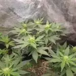 Ak fast #2
