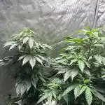 Tropicana x Skunk #1