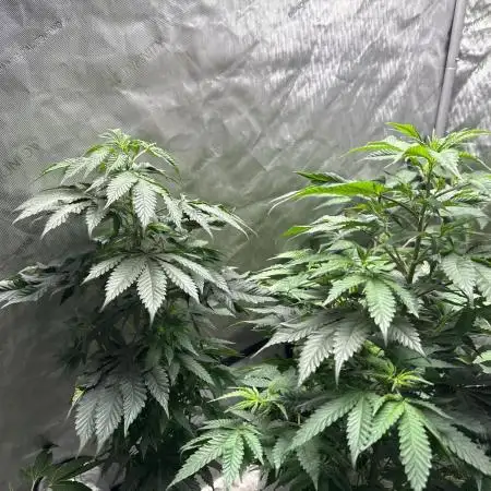 Tropicana x Skunk #1