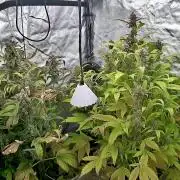 Sugar High Grow 2