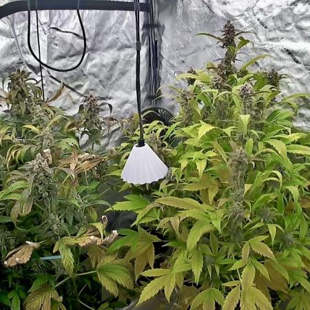 Sugar High Grow 2