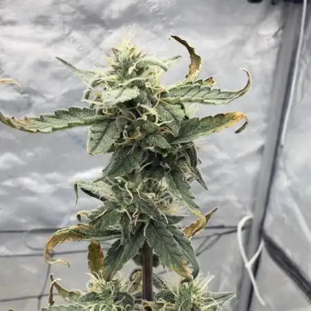Grow 7 Gorilla Cookies Atuo