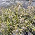 Mephesto Sugar High