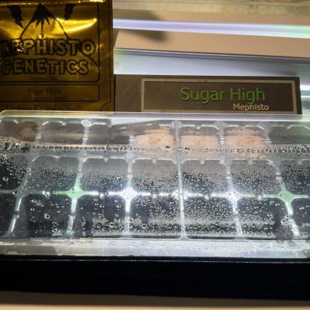Sugar high Grow 3